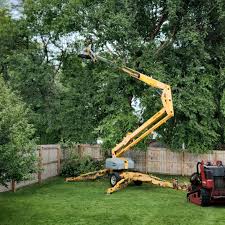 Best Tree Removal  in Appalachia, VA