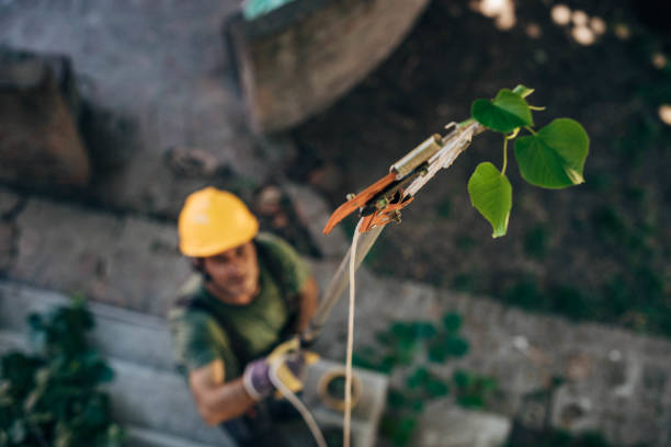 Best Tree Mulching  in Appalachia, VA