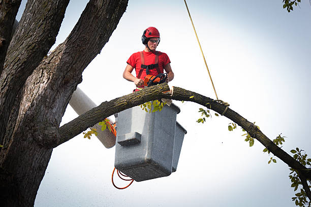 Best Emergency Tree Removal  in Appalachia, VA